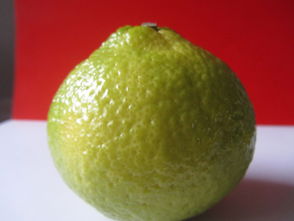 洪江市黔阳红农产品专业合作社 优质食用农产品批发与供应服务