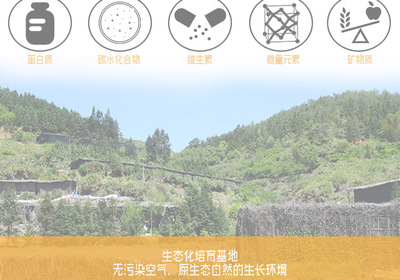 金针菇干货 无硫农产品，酒店与工厂的优选原料